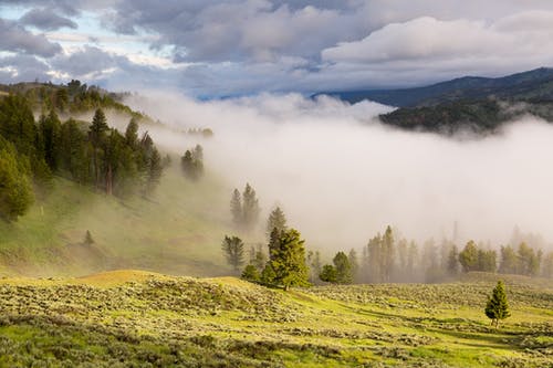 白天有松树林的雾绿色景观 · 免费素材图片