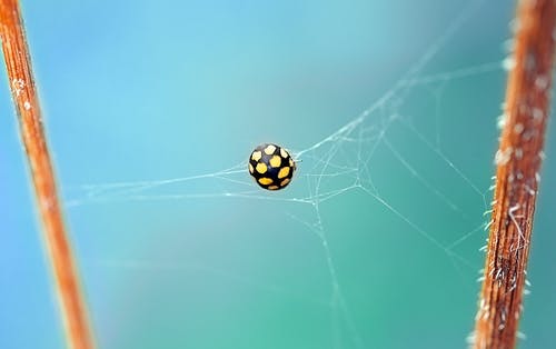 Web上黑色和黄色蜘蛛的浅焦点摄影 · 免费素材图片