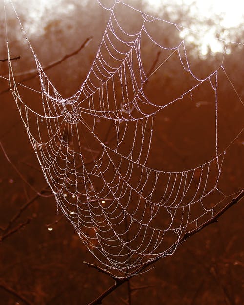 蜘蛛网的选择性摄影 · 免费素材图片