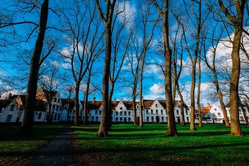 棕树 · 免费素材图片