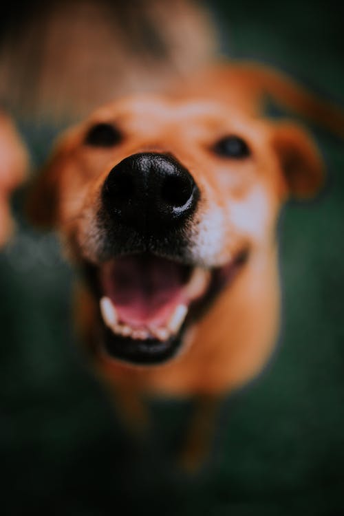 狗的鼻子的特写照片 · 免费素材图片