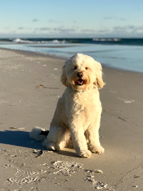 白狗在海滩上的照片 · 免费素材图片