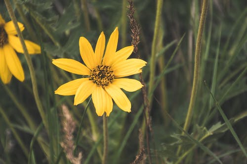 黄色花在微距拍摄 · 免费素材图片