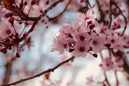 粉色樱花在关闭了摄影 · 免费素材图片