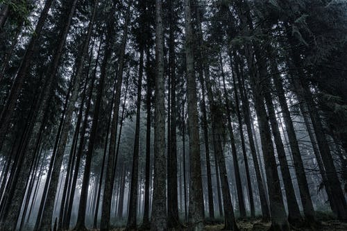 低角度观的树木在森林对天空 · 免费素材图片