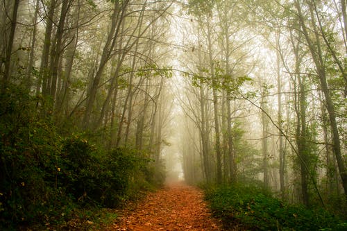 雾林 · 免费素材图片