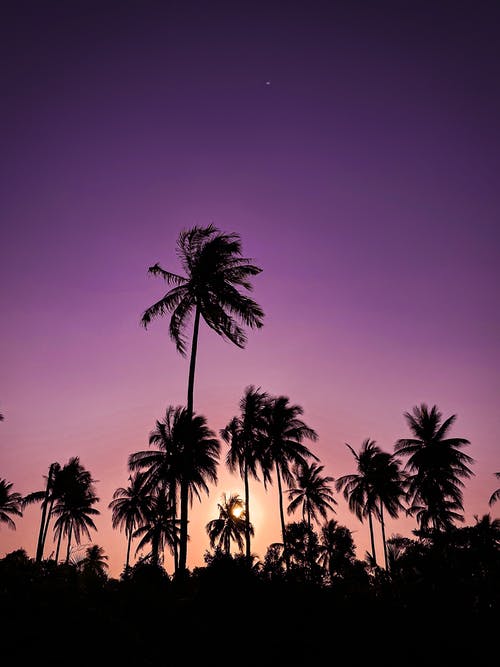 黎明时分棕榈树的风景照片 · 免费素材图片