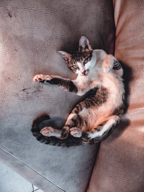 白色和黑猫躺在棕色的沙发上 · 免费素材图片