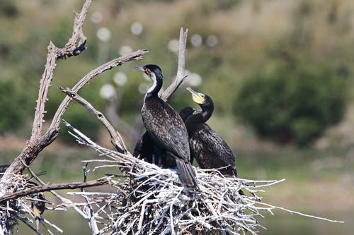 栖息在巢上的三个cor的选择性聚焦摄影 · 免费素材图片