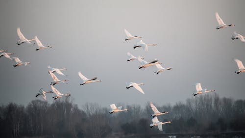 群白鸟 · 免费素材图片