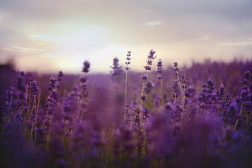 薰衣草花场盛开 · 免费素材图片