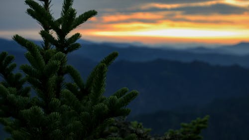 日落选择性聚焦摄影期间的松树 · 免费素材图片