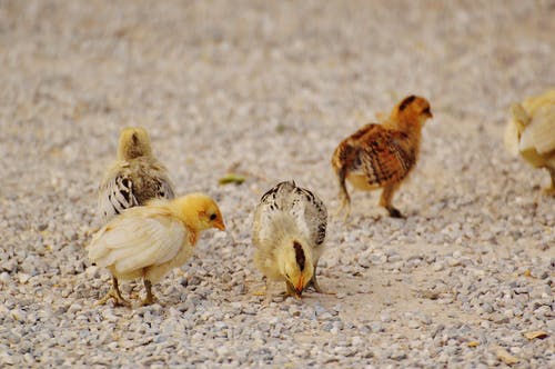 卵石覆盖地面上的白色和黄色的小鸡 · 免费素材图片