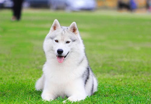 在绿色草地上的白色西伯利亚哈士奇犬幼犬 · 免费素材图片