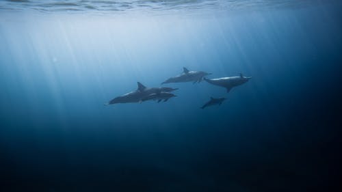 海中的三只海豚 · 免费素材图片