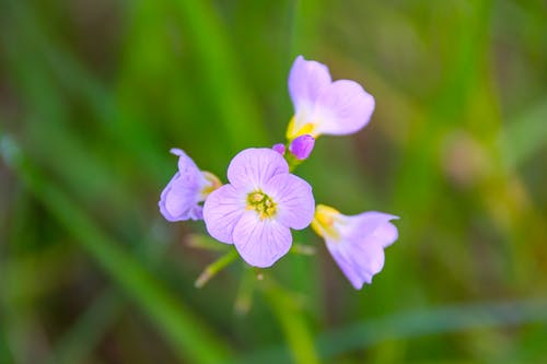 紫色簇花选择性聚焦摄影 · 免费素材图片