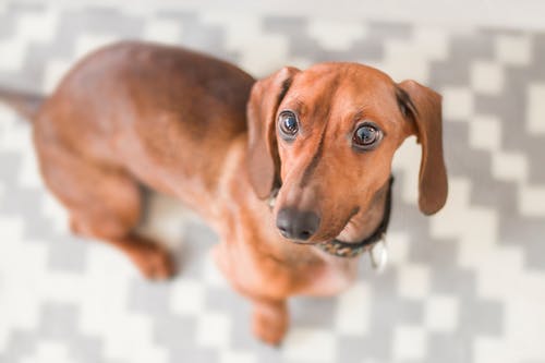 腊肠犬的特写摄影 · 免费素材图片