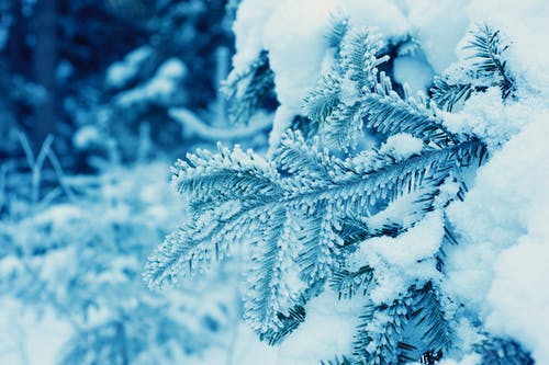 大雪覆盖的松树 · 免费素材图片