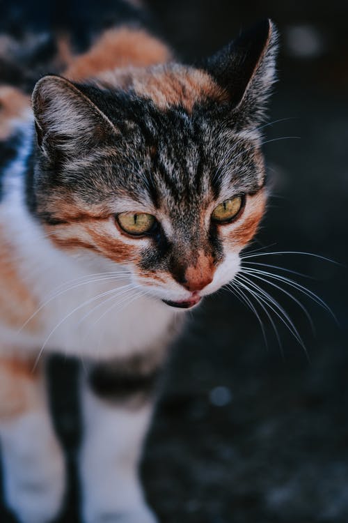 有关动物, 可爱, 哺乳动物的免费素材图片