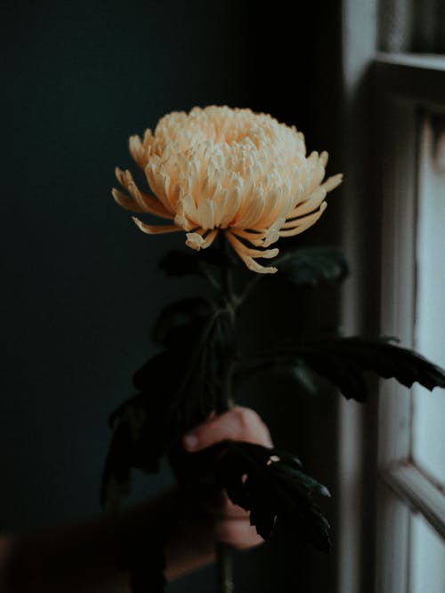 拿着黄色花的人的照片 · 免费素材图片