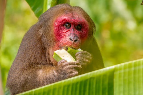 棕色的猴子吃绿色蔬菜 · 免费素材图片
