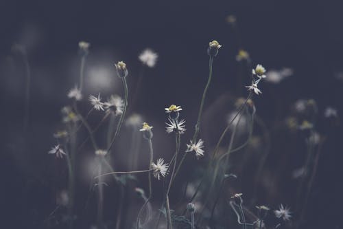 花瓣花的灰度照片 · 免费素材图片