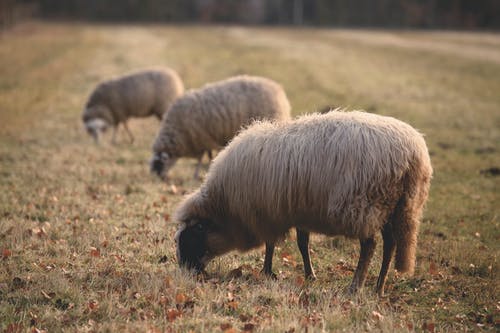 三羊吃草 · 免费素材图片