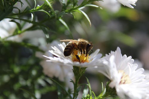 蝴蝶在花上授粉的特写镜头 · 免费素材图片