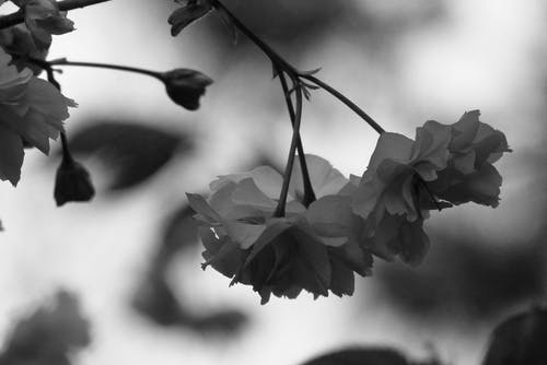 一朵花的灰度照片 · 免费素材图片