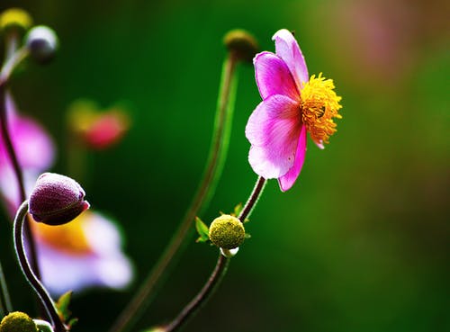 关闭了紫花瓣花的照片 · 免费素材图片