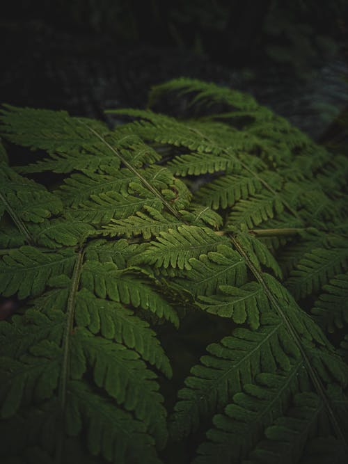 绿色蕨类植物在关闭摄影 · 免费素材图片