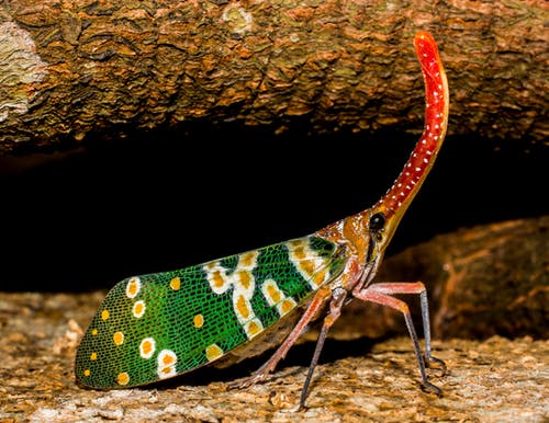绿色黄色和红色的五彩的昆虫在特写摄影 · 免费素材图片