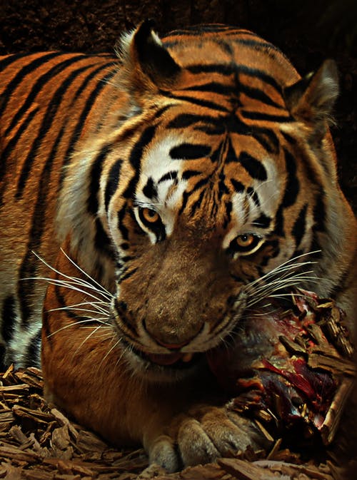 棕色和黑色老虎 · 免费素材图片