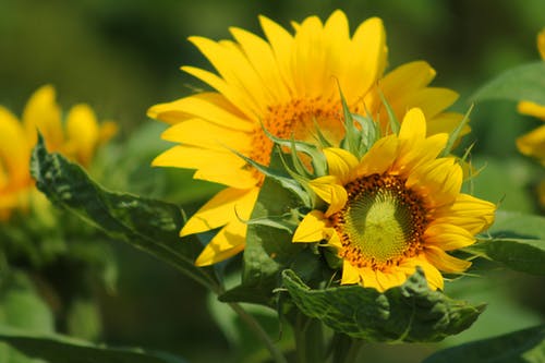 白天的黄色和绿色叶花 · 免费素材图片