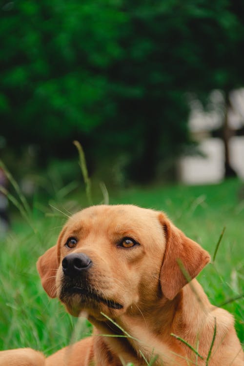 绿草地上的金毛幼犬 · 免费素材图片