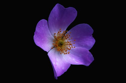 紫色和白色5瓣花 · 免费素材图片