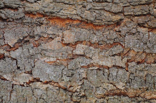 棕色树皮 · 免费素材图片