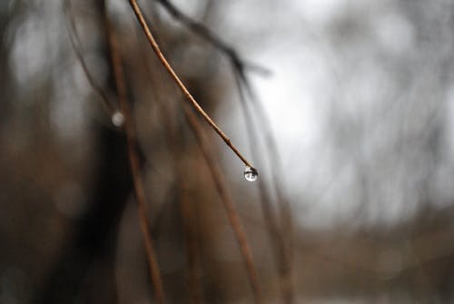 树枝上的水滴 · 免费素材图片