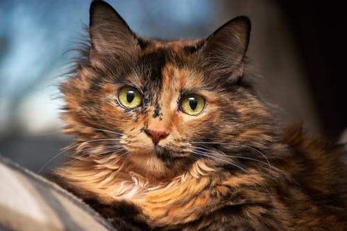 Focus猫在选择性聚焦摄影 · 免费素材图片