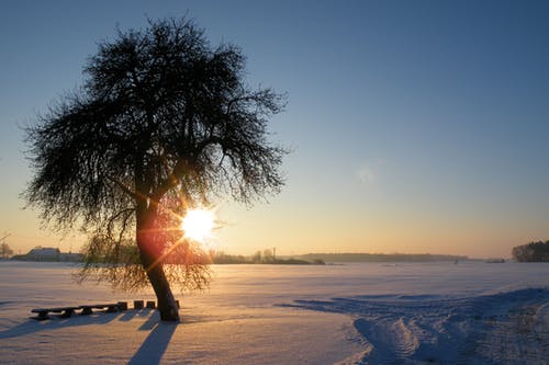 被雪包围的树 · 免费素材图片