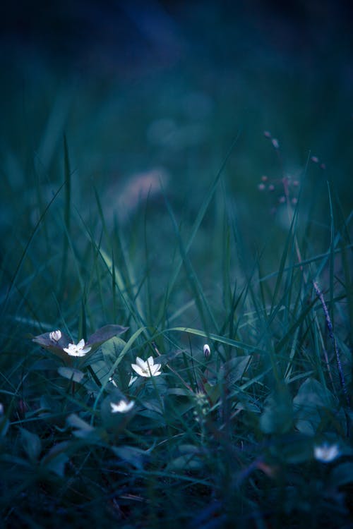 草地上的白色花瓣花 · 免费素材图片