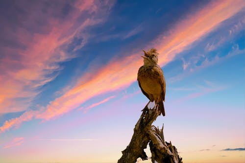 低角度的棕色鸟栖息在浮木上的照片 · 免费素材图片