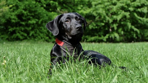 黑拉布拉多犬躺在草地上 · 免费素材图片