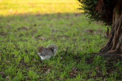 绿草地上的棕色松鼠 · 免费素材图片