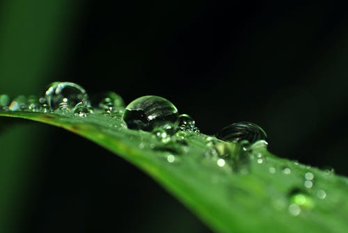 线性叶上的水滴的微距摄影 · 免费素材图片