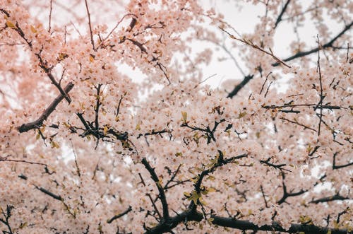 樱花摄影 · 免费素材图片