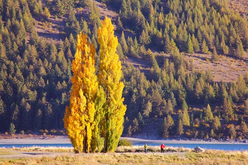 松树附近水域旁的两个人 · 免费素材图片