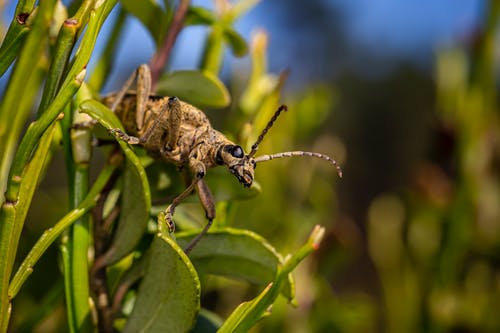 棕色的甲虫栖息在绿叶上 · 免费素材图片