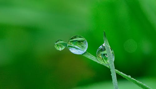 绿草和水滴 · 免费素材图片