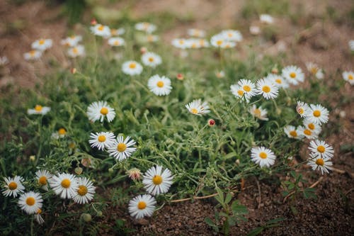 有关土, 地面, 增长的免费素材图片